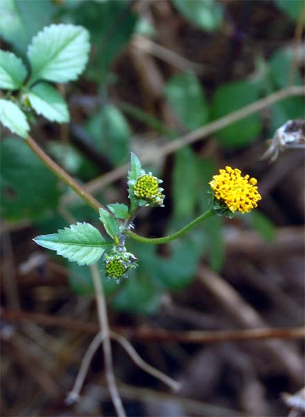 アメリカセンダングサの種がズボンの裾に付着していた ひっつき虫の代表 Ottoおすすめ 食飲室 酔芙蓉の間